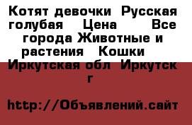 Котят девочки “Русская голубая“ › Цена ­ 0 - Все города Животные и растения » Кошки   . Иркутская обл.,Иркутск г.